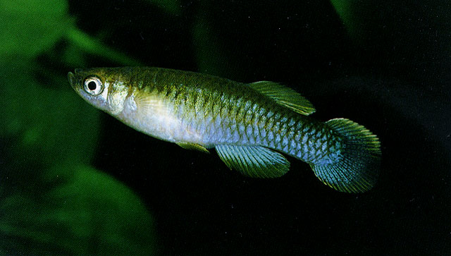 Aplocheilichthys centralis Seegers, 1996